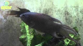 Macropodus erythropterus [upl. by Eadas]