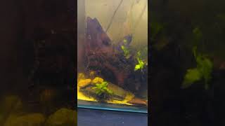 My Simple Tank set Up [upl. by Anad]