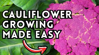 How I Grow Giant Cauliflower From Seed To Harvest  StepByStep Cauliflower Guide [upl. by Ardnahcal]