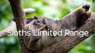 Sloths Limited Range rosellureta sloth slothbear [upl. by Kalvn831]