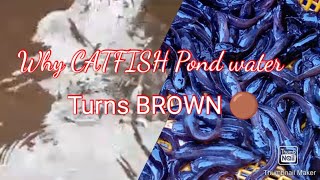 Why CATFISH water turns Brown [upl. by Eenet902]