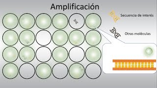 PCR digital dPCR Conceptos Básicos [upl. by Crista216]