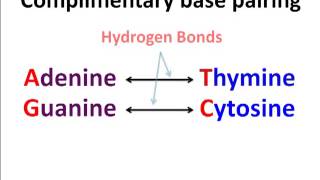 Polynucleotides [upl. by Finah]