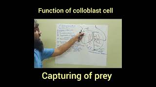 colloblast cellfunction of colloblast cellanimal kingdom neet [upl. by Schoof638]