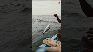 Catching Horseeye Jack in the Sea fishing fishingvideo fishingtime [upl. by Gisele219]