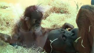 Orang Utans Matra amp Quentin part 4 [upl. by Ainoval]