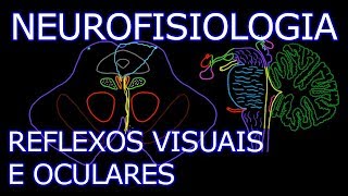 Aula Neurofisiologia  Reflexos Visuais e Oculares  Neurofisiologia Humana [upl. by Wes476]