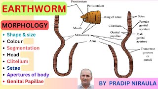 Morphology of Earthworm External features of EarthwormI Class 11 II ZOOLOGY II NEB II CEE II NEET [upl. by Nedgo]