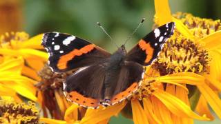 Gardening Tips  How to Grow Ligularia [upl. by Malinda894]