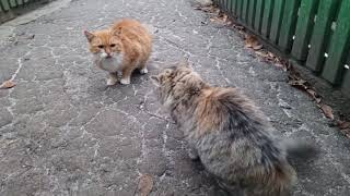 How do cats mate Secrets of mating between a male and a female cat [upl. by Cyrano]