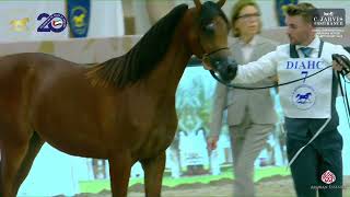 N 7 NOOR AL BUSTAN Dubai International Arabian Horse Championship 2024 Yearling FIllies Section [upl. by Annabelle]