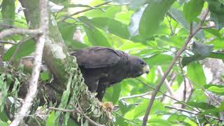 Gavilan Cola Corta Buteo brachyurusquot Shorttailed Hawk [upl. by Knipe]