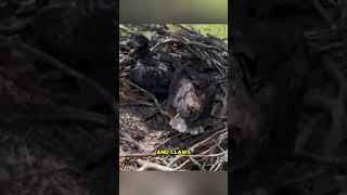 Bear Attacked Eagles Nest 🐻🦅 animals nature wildlife [upl. by Revorg]