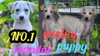 1 quality mandai puppies ❤️ sale dont miss 🙏 [upl. by Enilram850]