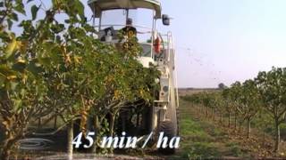 Jatropha test harvesting in Mosambique [upl. by Ymaral]