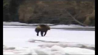 Bear and wolverine on ice [upl. by Assenad]