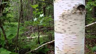 Yellow and White Birch Trees [upl. by Francene]