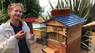 How to tell when your Flow Hive is ready to harvest 🍯🐝🌻LIVE [upl. by Yrekaz31]