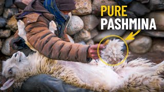 How PashminaCashmere Wool is Produced  A Himalayan Herder Explains [upl. by Nichol]