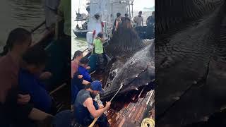 Giant Sea Monsters Caught by Fishermen 🐙🎣GiantSeaCreatures FishingDiscoveries OceanMysteries [upl. by Rabka987]