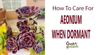 What You Should Not Do When Aeonium Is Dormant  Succulent Care Tips [upl. by Jenkel]