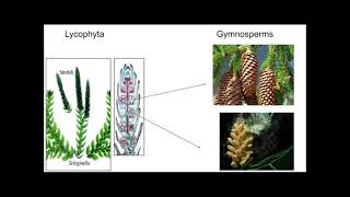 lecture 9 part 2 pteraphyta amp gymnosperms [upl. by Ahsimek713]