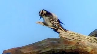 Downy Woodpecker Calling and Drumming [upl. by Brita789]