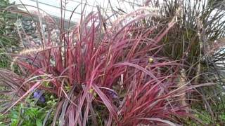 How To Grow Pennisetum Variegated Red Fountain Grass Fireworks DramaticIntense Color All Season [upl. by Ecidnak]