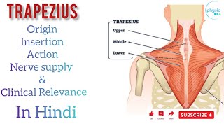 Trapezius muscle in hindiorigin insertionnerve supplyactionampclinical anatomytrapeziusanatomy [upl. by Gaby128]