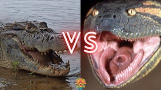 BLACK CAIMAN VS ANACONDA  Who is King of the Reptiles [upl. by Shulem]