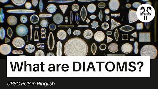 What are diatoms What are the uses of Diatoms Is Diatom a producer or consumer in Marine Ecosystem [upl. by Nanoc]