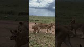 Wow Lionesses Walk with Their Cubs in the Serengeti [upl. by Affrica]