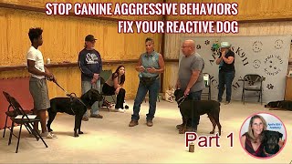 Training For Reactive Dogs  Whats Wrong With Dogs Today  Part 1 [upl. by Eiramana]