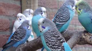 Parkieten geluiden – Parakeet sounds – Lovebird sounds – Budgie sounds – Budgerigar sounds [upl. by Thane52]