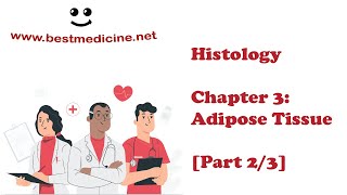 Histology Chapter 3 Adipose Tissue  Lecture 23 [upl. by Mailli]