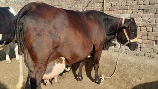 Red friesian cow  friesian chulstani cross cow for sale in Pakistan 10122024 [upl. by Atem]