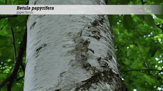 paper birch Betula papyrifera [upl. by Silra948]