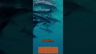 Guardians of the Deep Dolphins vs Great White wildlife animals nature shorts [upl. by Mordecai163]