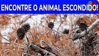 TE DESAFIO A ENCONTRAR OS ANIMAIS CAMUFLADOS EM 20 SEGUNDOS [upl. by Isabel]