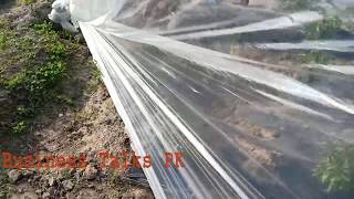 Tunnel Farming in Pakistan  Green chilli farming in Pakistan  Tunnel Farming Akhrajat [upl. by Thayne92]