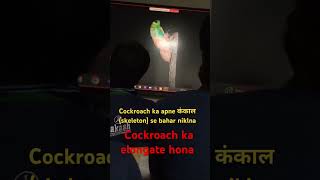 Elongation of cockroach🪳🪳 neet oggyhindi biology oggyandthecockroaches viralvideo [upl. by Nomsed]