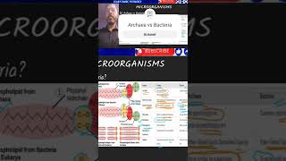 Archaea vs Bacteria [upl. by Ahsirt243]