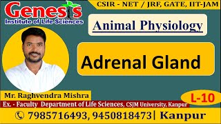 Adrenal Gland Synthesis of Adrenocorticoids  L10 𝐆𝐞𝐧𝐞𝐬𝐢𝐬 𝐈𝐧𝐬𝐭𝐢𝐭𝐮𝐭𝐞 𝐨𝐟 𝐋𝐢𝐟𝐞 𝐒𝐜𝐢𝐞𝐧𝐜𝐞𝐬 [upl. by Irina]