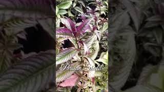 43 Persian Shield  Strobilanthes Dyerianashorts shortsvideo shortsfund [upl. by Gideon]