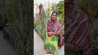 How to Store Curry Leaves Karri Patta for Lasting Full of Flavor curryleaves organicfarming [upl. by Jock214]