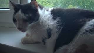 The Last Videos of a 15 Years Old Cat Just before Her Death RIP Dear Lucy [upl. by Darline]