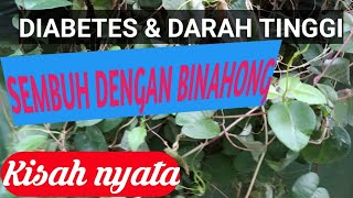 BINAHONG OBAT DIABETES DAN DARAH TINGGI [upl. by Cirdec]