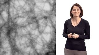 Christine JacobsWagner Yale HHMI 1 The role of spatial organization in bacterial cell function [upl. by Codd]