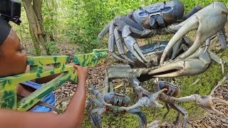 Jamaica Crab Season 2024 AMAZING And UNUSUAL Crab Hunting Hunt Ñ Cook [upl. by Eneloc]