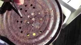 MILKY SPORE DUST AND HOW TO APPLY IT USING 916quot BIT [upl. by Eniledgam]